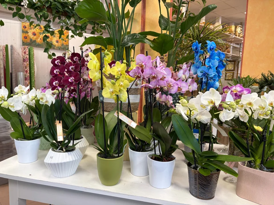 Orchidee e piante fiorite del negozio